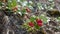Wild organic lingonberry or Vaccinium vitis-idaea in forest. Close-up of lingonberry or cowberry plant, with several