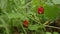 Wild organic strawberries in forest. Close-up of strawberry or fragaria plant, with several strawberries ready to