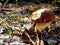 Wild organic white mushroom eaten by forest animals