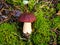 Wild organic white mushroom in the forest