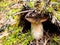 Wild organic white mushroom in the forest camouflage