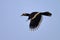 A wild oriental hornbill flying in Chitwan National Park in Nepal