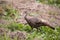 Wild osceola wild turkey Meleagris gallopavo osceola in the woods