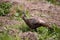 Wild osceola wild turkey Meleagris gallopavo osceola in the woods