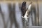 Wild Osprey Fishing in Colorado