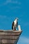 Wild osprey, raptor on roof of a wood shear at the end of a pier