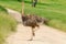 Wild ostrich, Africa