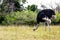Wild Ostrich Feeding In Eastern Cape South Africa
