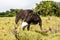 Wild Ostrich Feeding In Eastern Cape South Africa