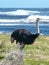 Wild Ostrich male at the Cape of Good Hope