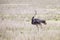 Wild ostrich in Ngorongoro crater, Tanzania.