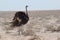 Wild ostrich in the savanna, Namibia