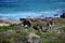 Wild Ostriches, Cape of Good Hope, South Africa