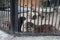 Wild otter, animals in the zoo sit in a cage aviary behind bars