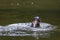 Wild otter catching fish on a river