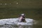 Wild otter catching fish on a river