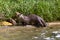 Wild Otter feeding