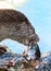 Wild otter feeding from a fish at a lake