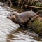 Wild otter in a river. Created using ai generative.