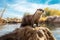 Wild Otter Standing on a Rock Stone with River Lake View in Blue Sky