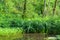 Wild overgrown pond in a forest