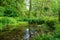 Wild overgrown pond in a forest