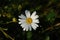 Wild ox-eye daisy (Leucanthemum vulgare) in dew drops, top view, selective focus, natural dark green blurred background