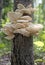 Wild oyster mushrooms