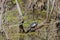 Wild Painted Turtle Basking on Tree in Bog