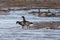 Wild pair of Brent Geese