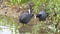 A wild pair of coots, wading birds, preening