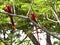Wild pair scarlet macaws in tree costa rica