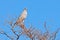 Wild Pale chanting goshawk, Melierax canorus, bird of prey from Kalahari desert hunting rodents. Colorful raptor, blue-grey bird