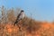 Wild Pale chanting goshawk, Melierax canorus, bird of prey from Kalahari desert hunting rodents. Colorful raptor, blue-grey bird