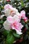 Wild pale pink and white flowers