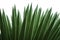 Wild palmetto with isolated white background, pattern of green pointy leaves, beautiful texture background