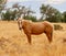Wild Palomino Stallion American Mustang Wild horse
