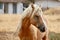 Wild Palomino Stallion American Mustang Wild horse headshot