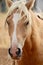 Wild Palomino Stallion American Mustang Wild horse headshot facing