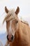 Wild Palomino Stallion American Mustang Wild horse headshot facing