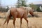 Wild Palomino Stallion American Mustang Wild horse roaming