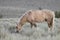 Wild Palomino Stallion Grazing on the Prairie