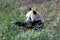 Wild panda bear in Qinling mountains, China