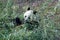 Wild panda bear in Qinling mountains, China