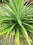 wild pandanus amaryllifolius the elongated blade-shaped leaves plant.