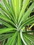 wild pandanus amaryllifolius the elongated blade-shaped leaves plant.