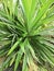 wild pandanus amaryllifolius the elongated blade-shaped leaves plant.