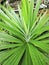 wild pandanus amaryllifolius the elongated blade-shaped leaves plant.