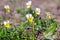 Wild pansies in the forest