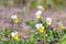 Wild pansies in the forest